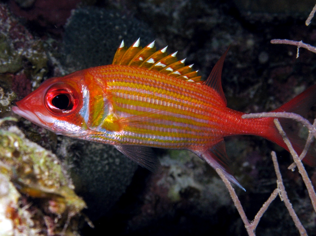 Longjaw Squirrelfish - Neoniphon marianus