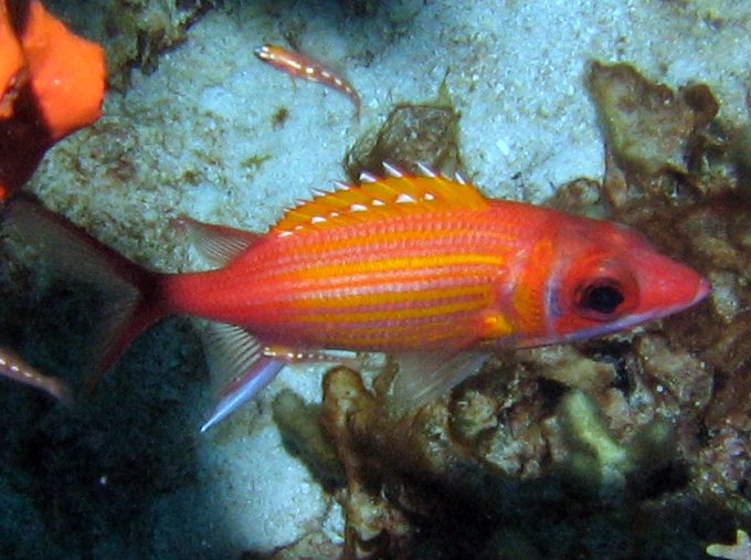 Longjaw Squirrelfish - Neoniphon marianus