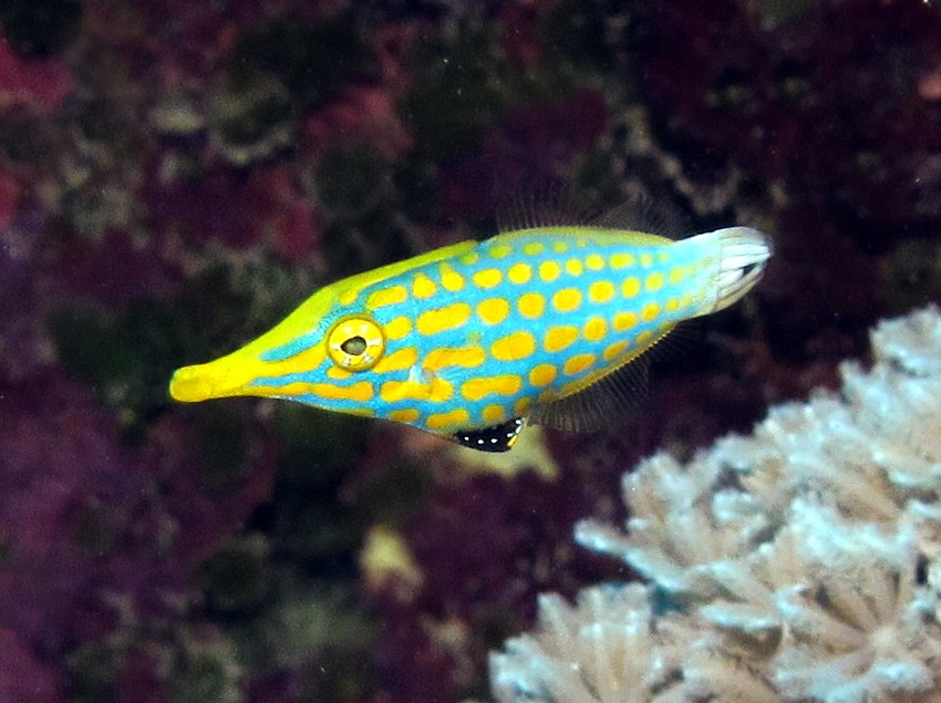 Longnose Filefish - Oxymonacanthus longirostris