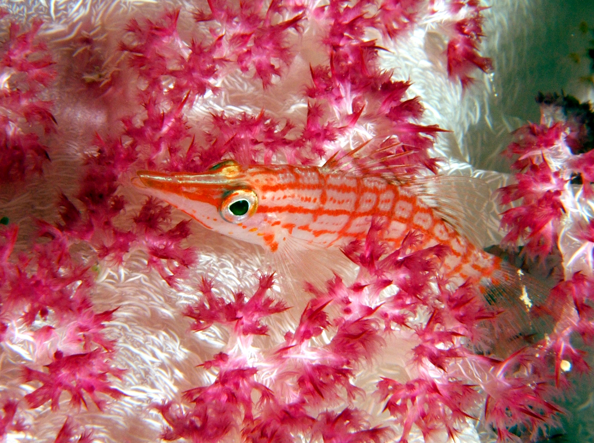 Longnose Hawkfish - Oxycirrhites typus