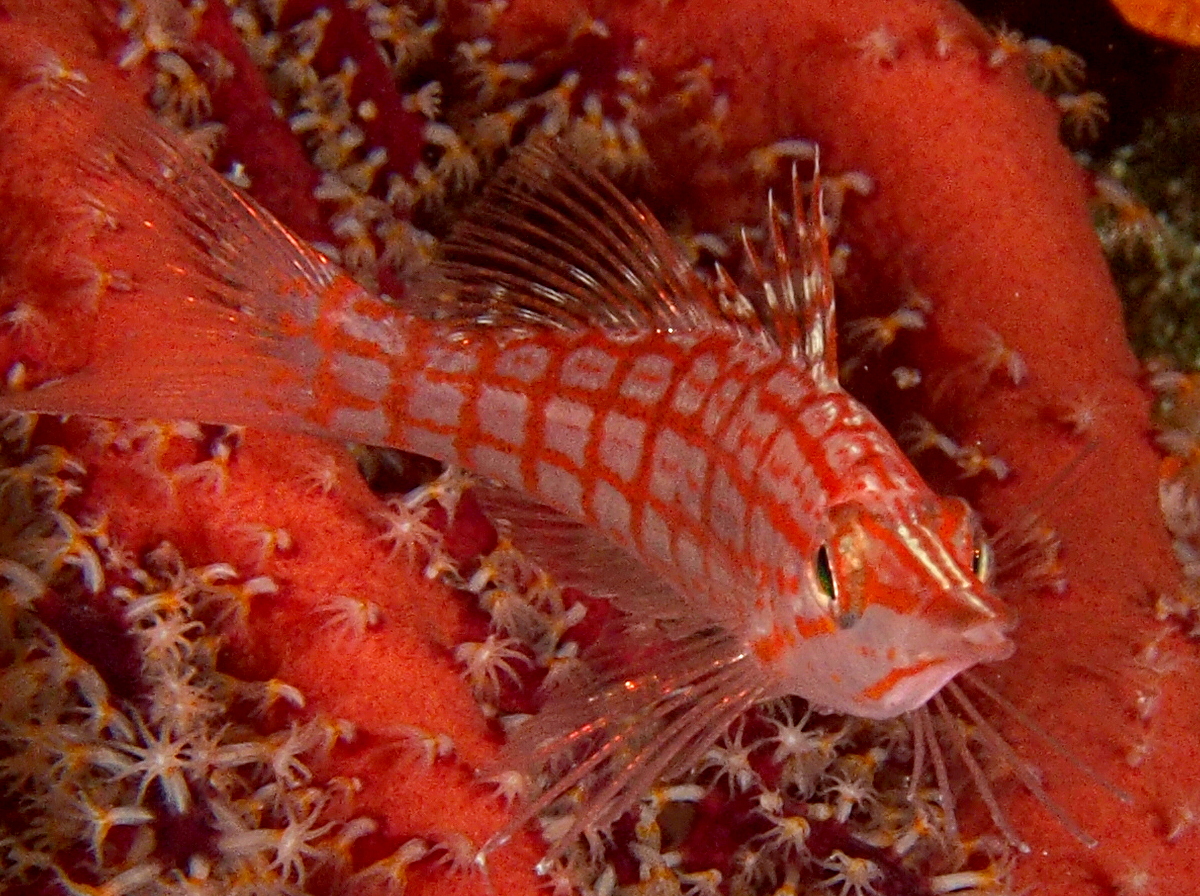 Longnose Hawkfish - Oxycirrhites typus