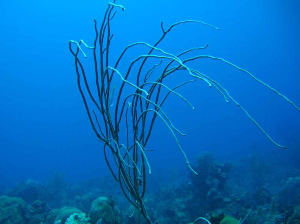 Long Sea Whip - Ellisella elongata - Nassau, Bahamas