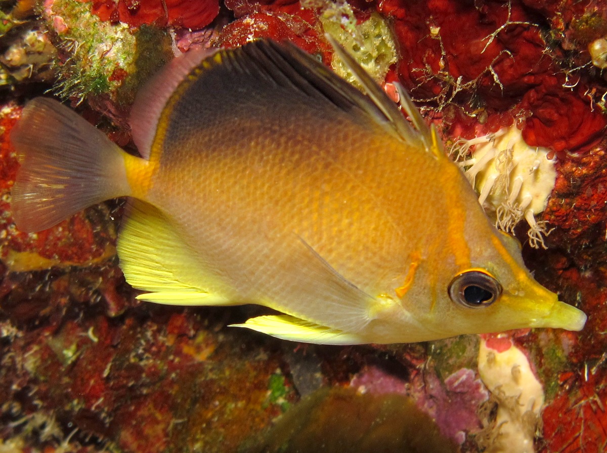 Longsnout Butterflyfish - Prognathodes aculeatus