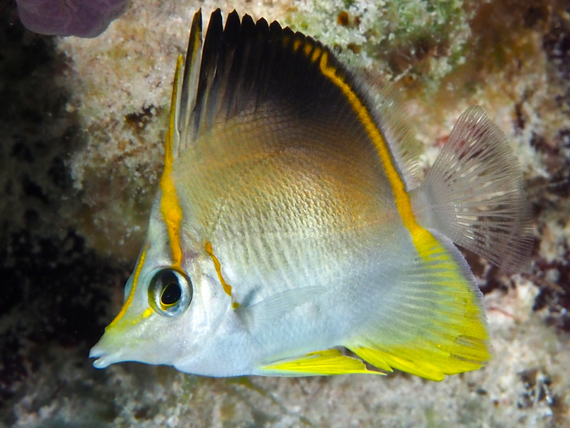 Longsnout Butterflyfish - Prognathodes aculeatus