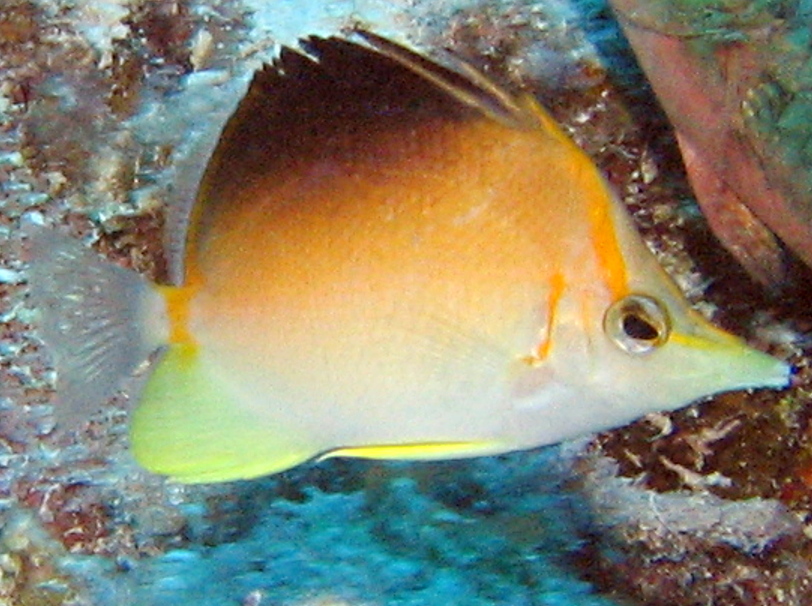 Longsnout Butterflyfish - Prognathodes aculeatus