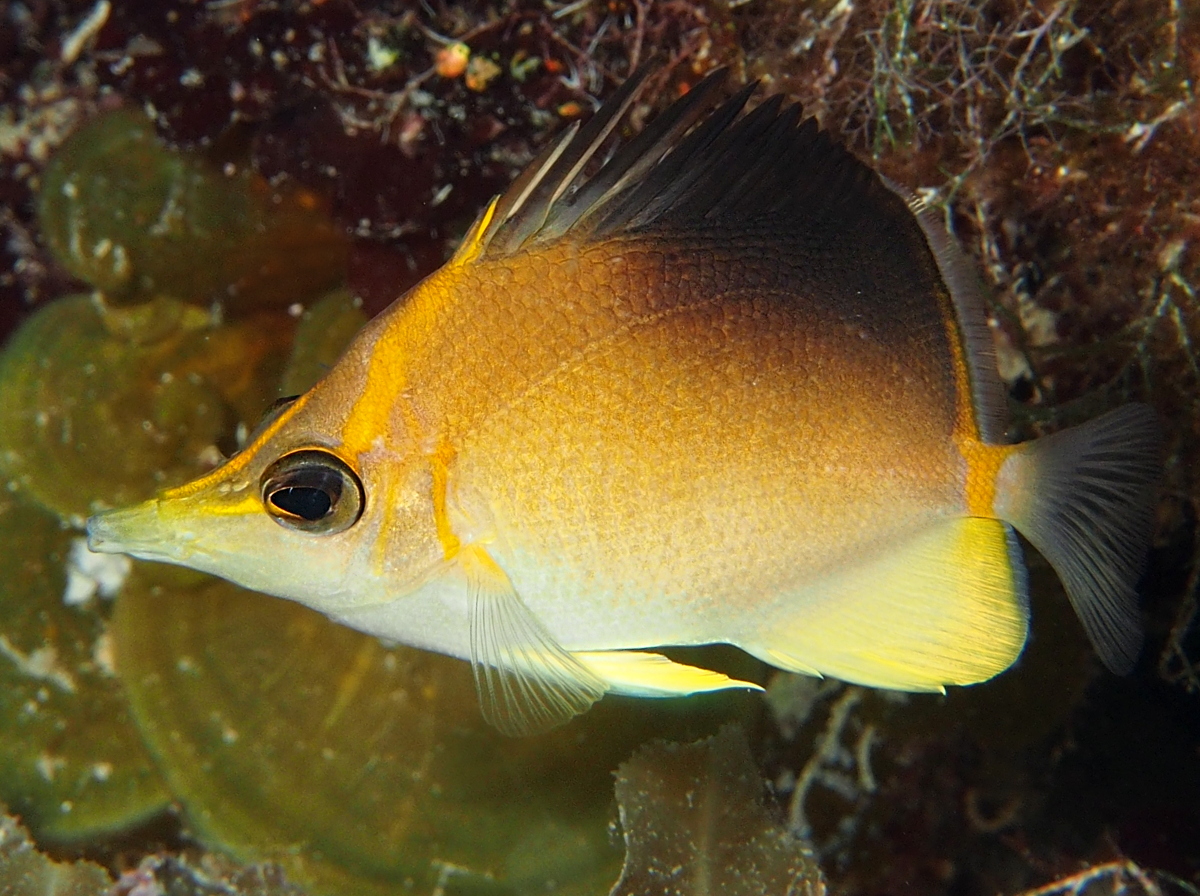 Longsnout Butterflyfish - Prognathodes aculeatus