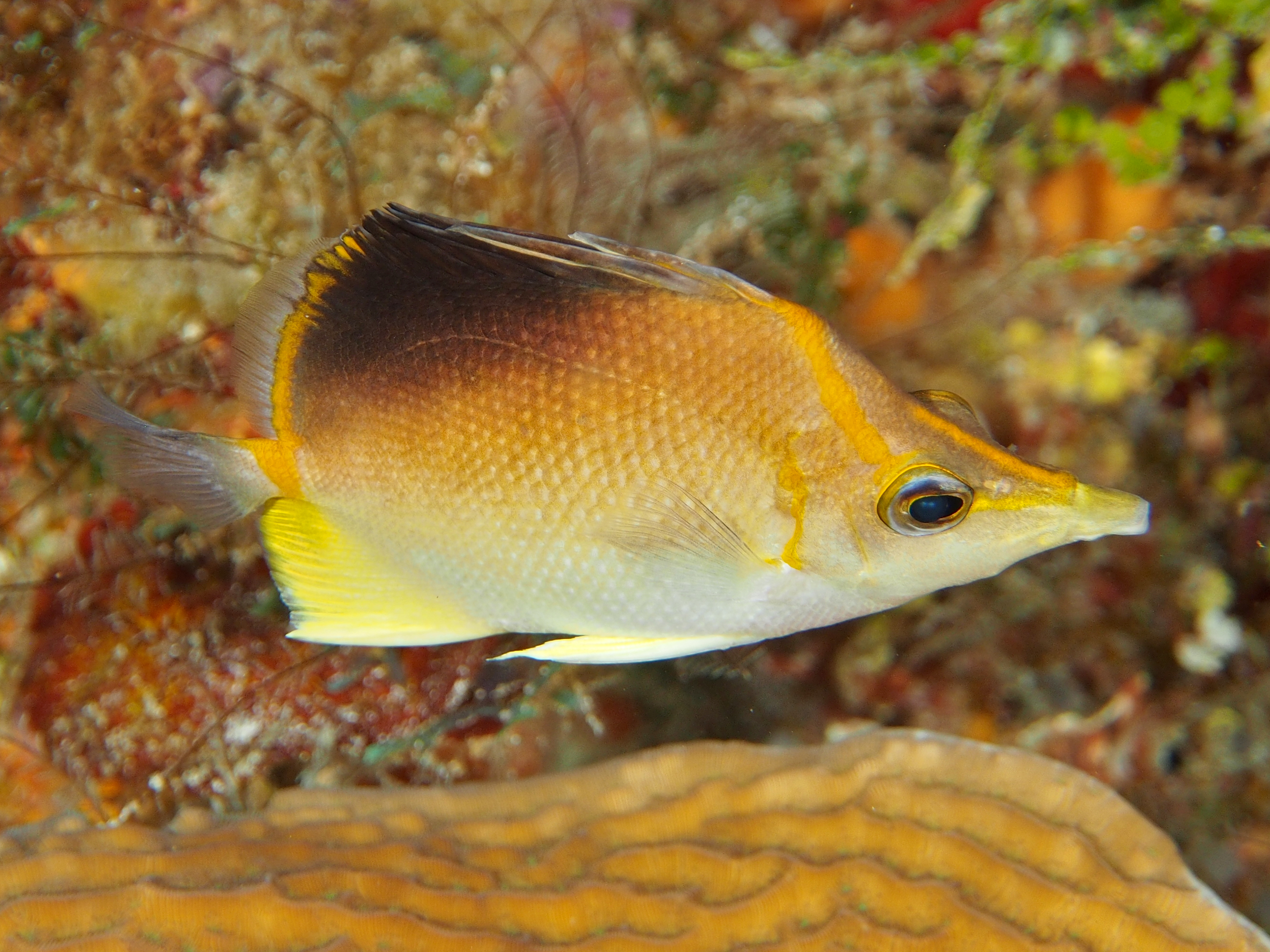 Longsnout Butterflyfish - Prognathodes aculeatus