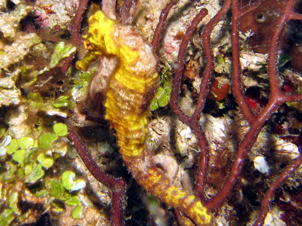 Longsnout Seahorse - Hippocampus reidi