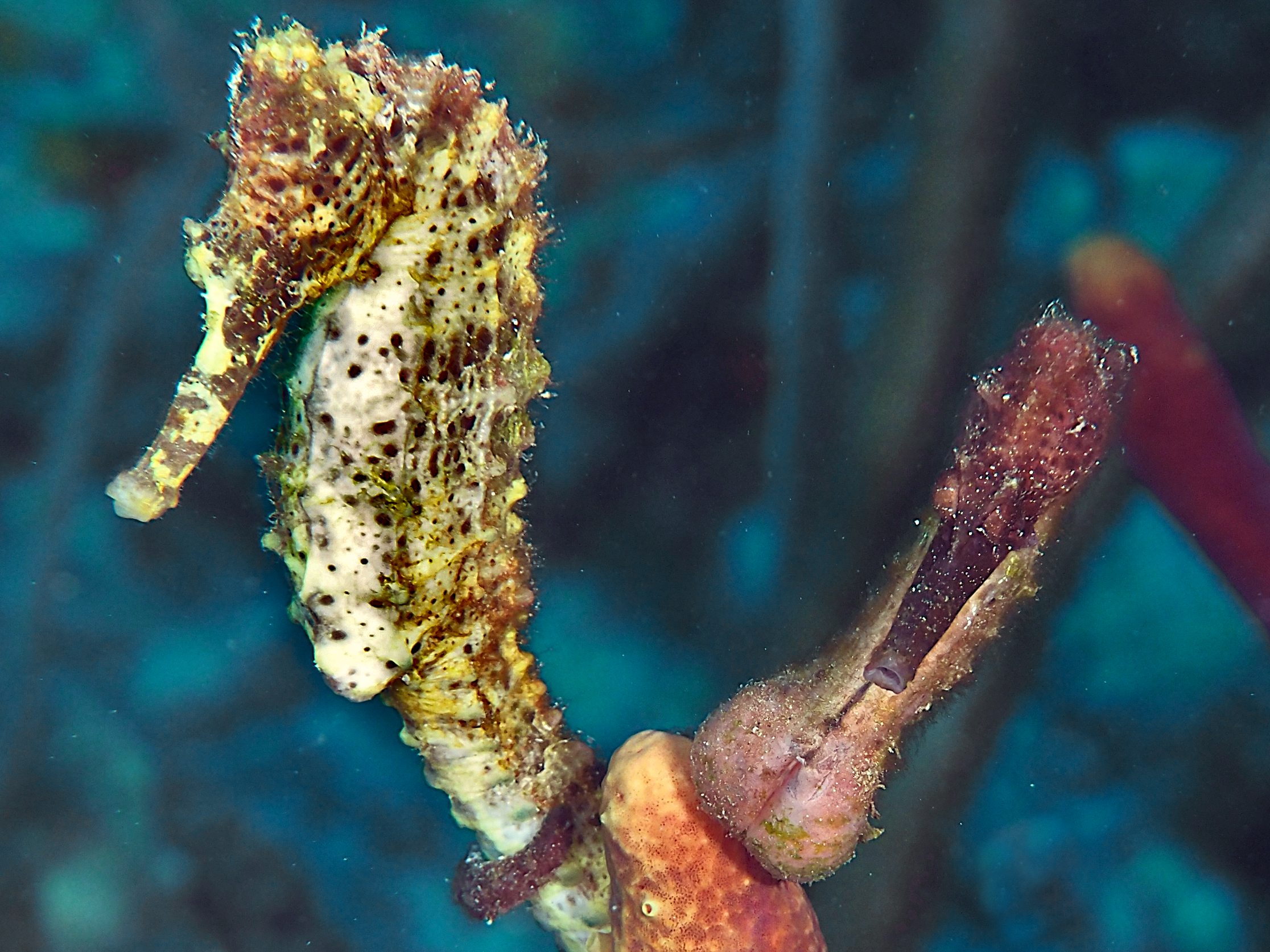 Longsnout Seahorse - Hippocampus reidi