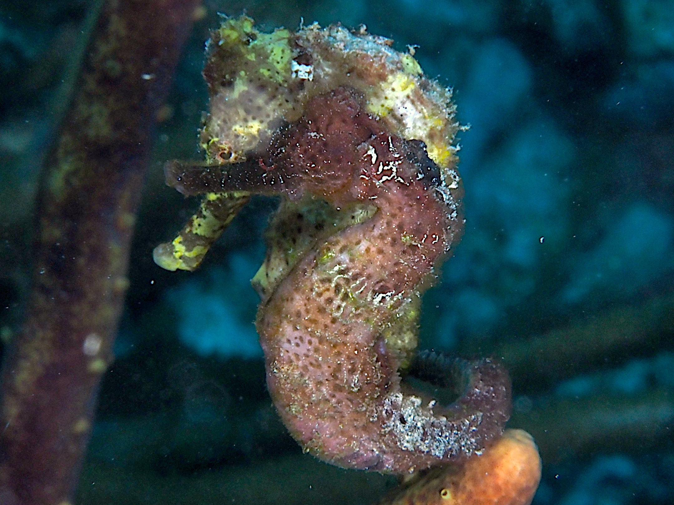 Longsnout Seahorse - Hippocampus reidi