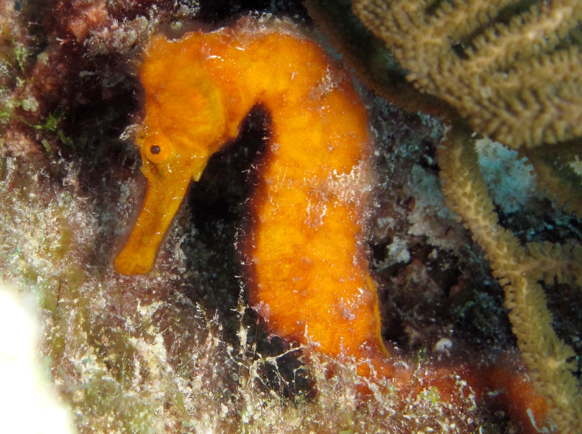 Longsnout Seahorse - Hippocampus reidi