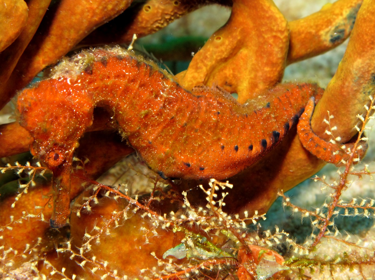 Longsnout Seahorse - Hippocampus reidi