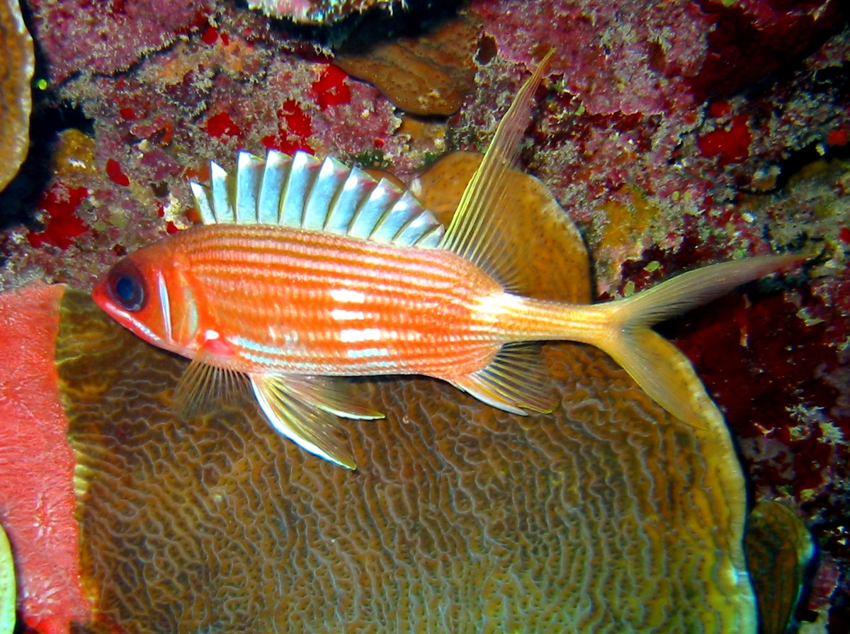 Longspine Squirrelfish - Holocentrus rufus