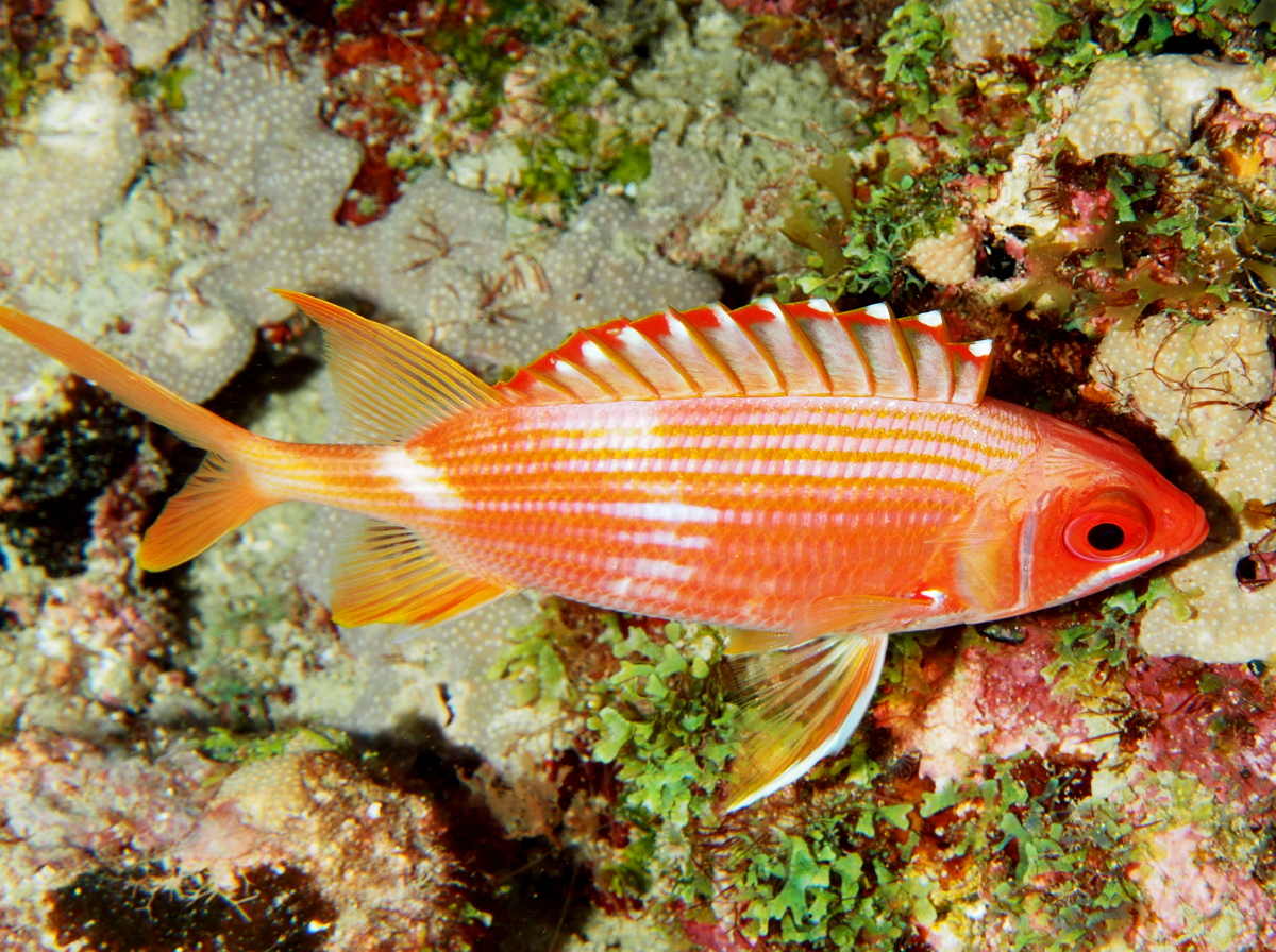 Longspine Squirrelfish - Holocentrus rufus