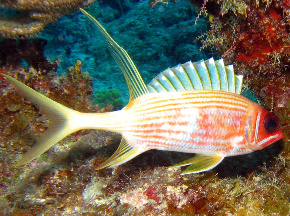 Longspine Squirrelfish - Holocentrus rufus