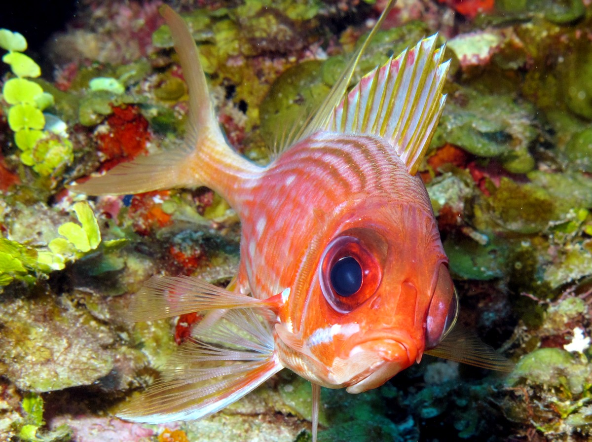 Longspine Squirrelfish - Holocentrus rufus