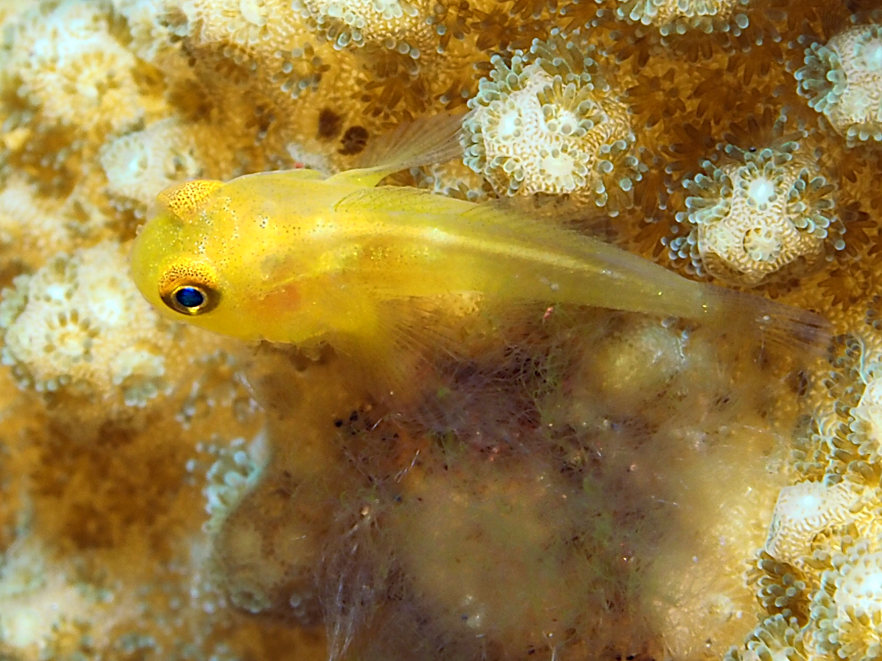 Ornate Goby - Lubricogobius exiguus