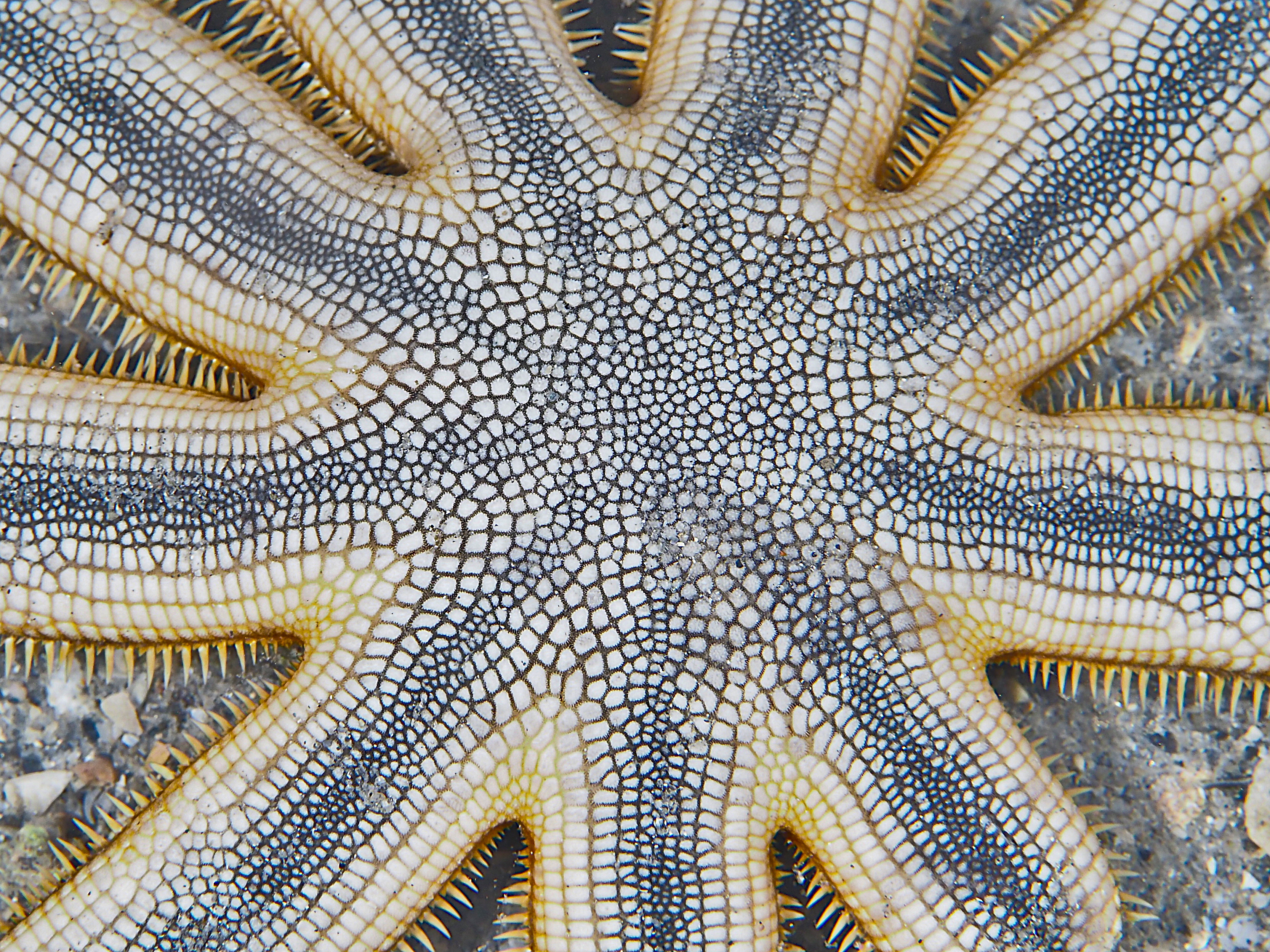 Nine-Armed Sea Star - Luidia senegalensis