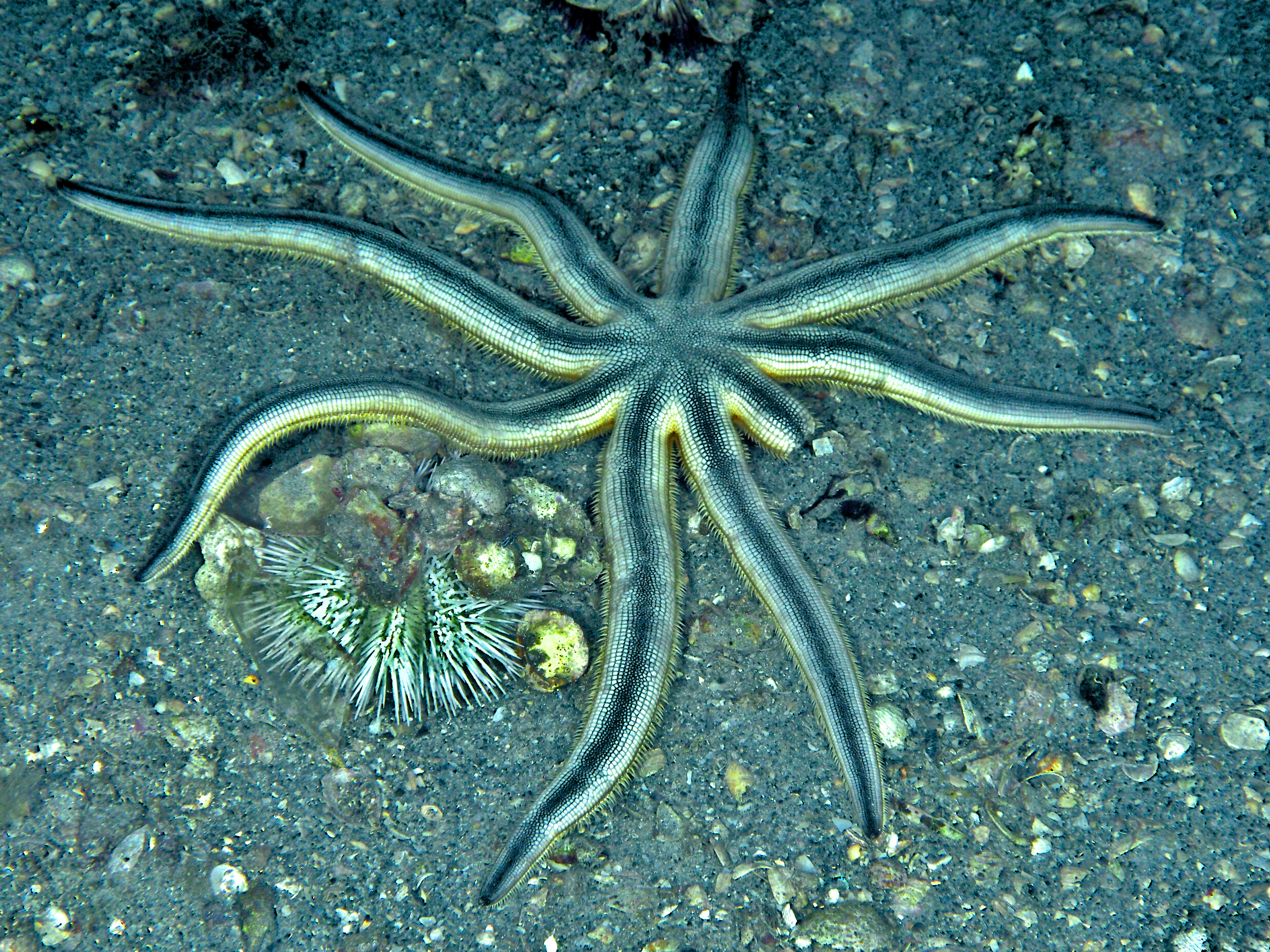 Nine-Armed Sea Star - Luidia senegalensis