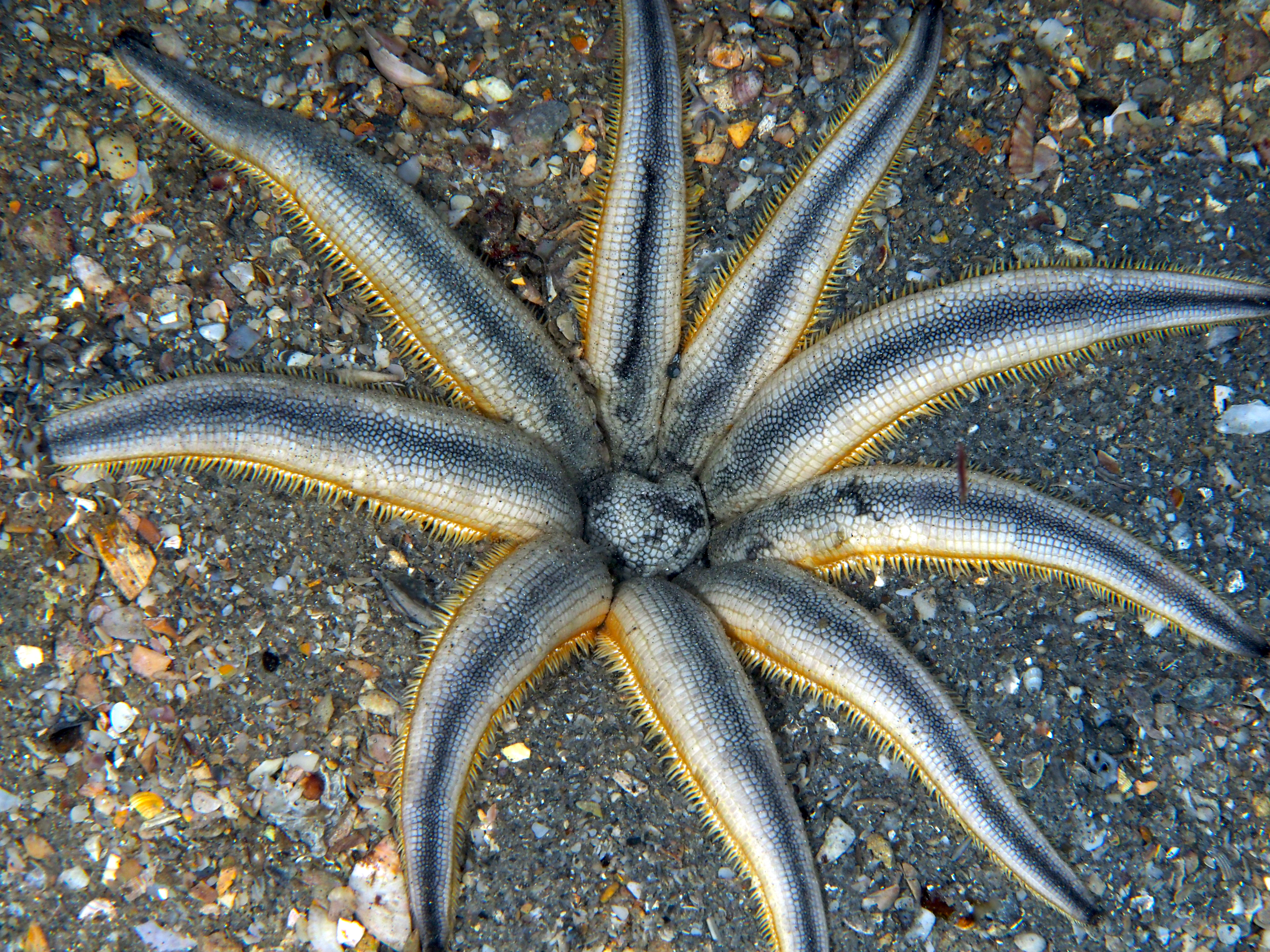 Nine-Armed Sea Star - Luidia senegalensis