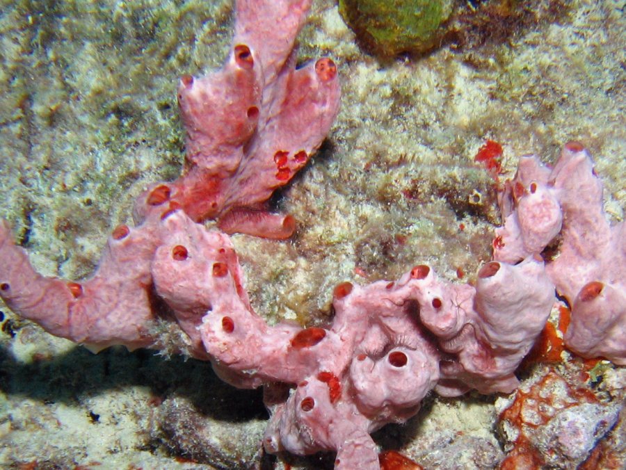 Lumpy Overgrowing Sponge - Desmapsamma anchorata