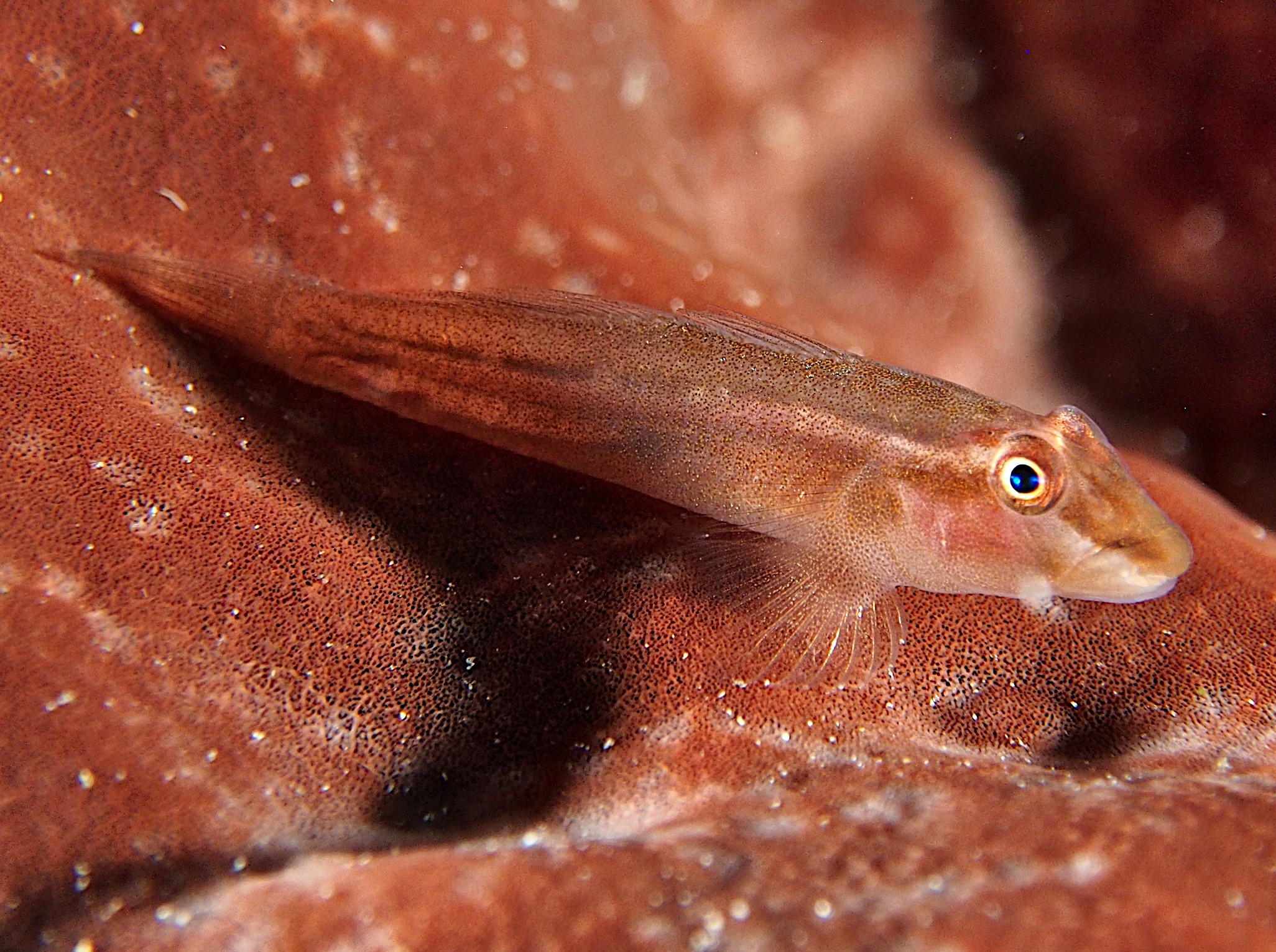 Wolfsnout Goby - Luposicya lupus - Wakatobi, Indonesia