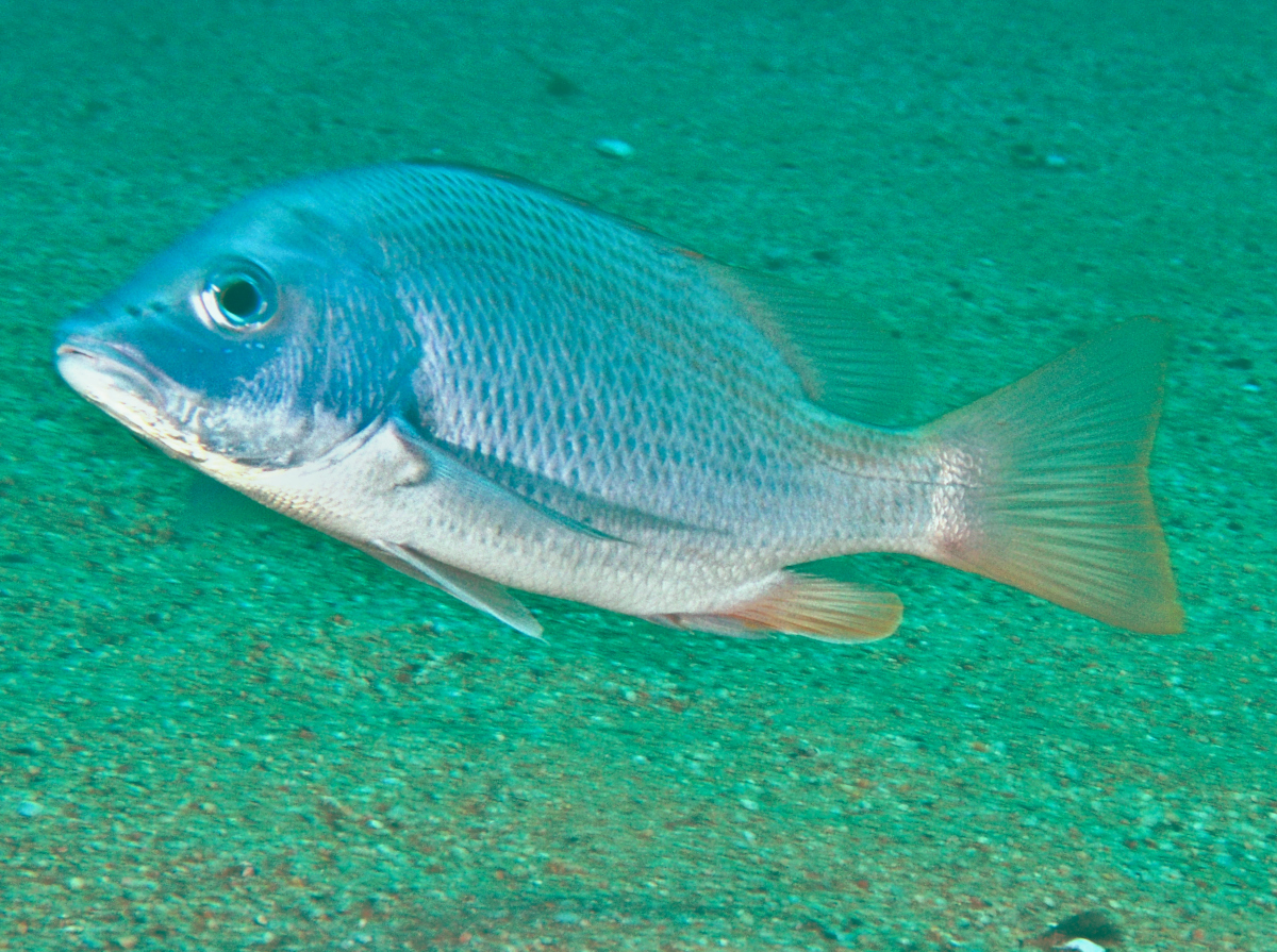 Amarillo Snapper - Lutjanus argentiventris