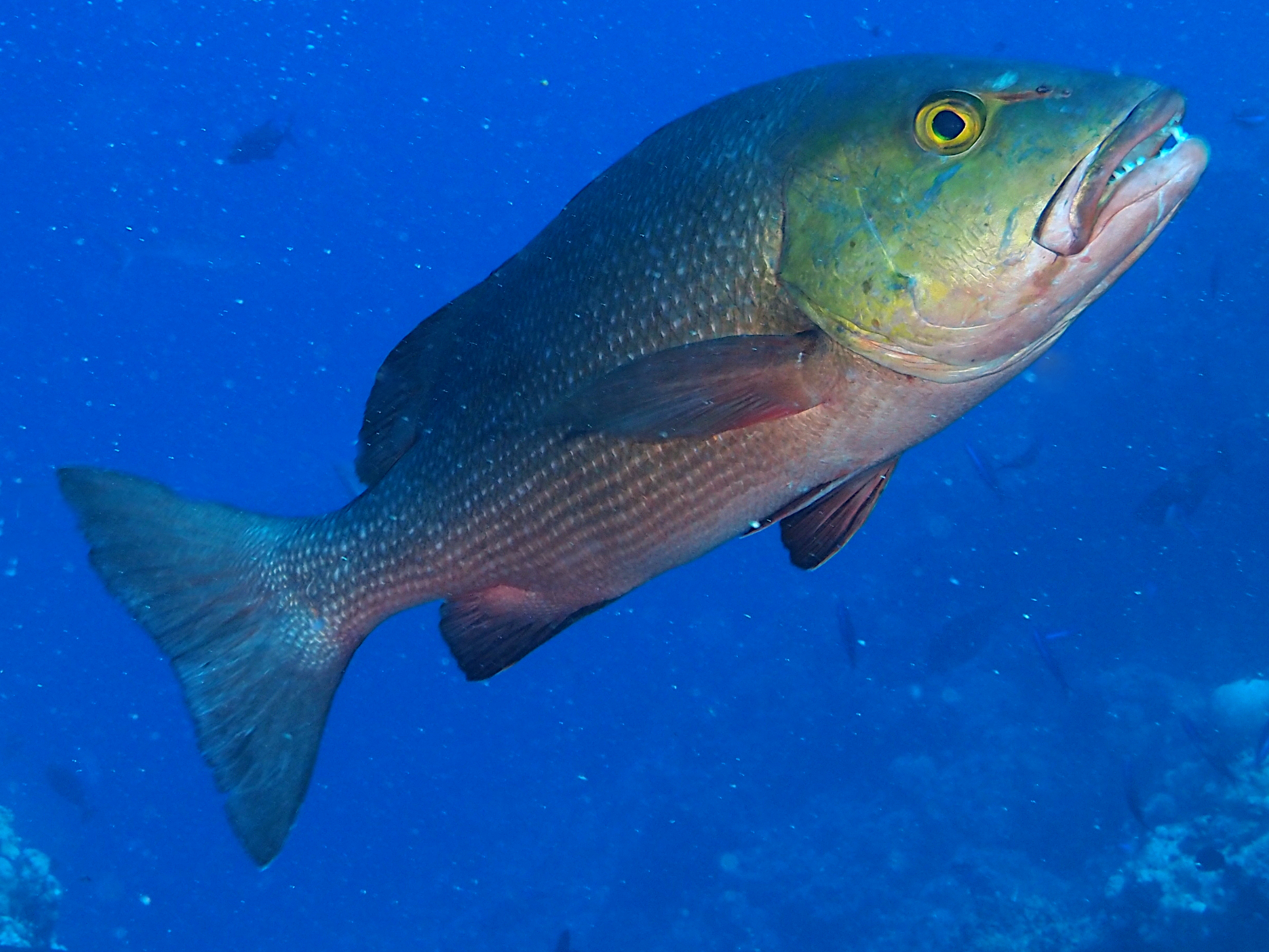 Red Snapper - Lutjanus bohar - Coral Sea, Australia