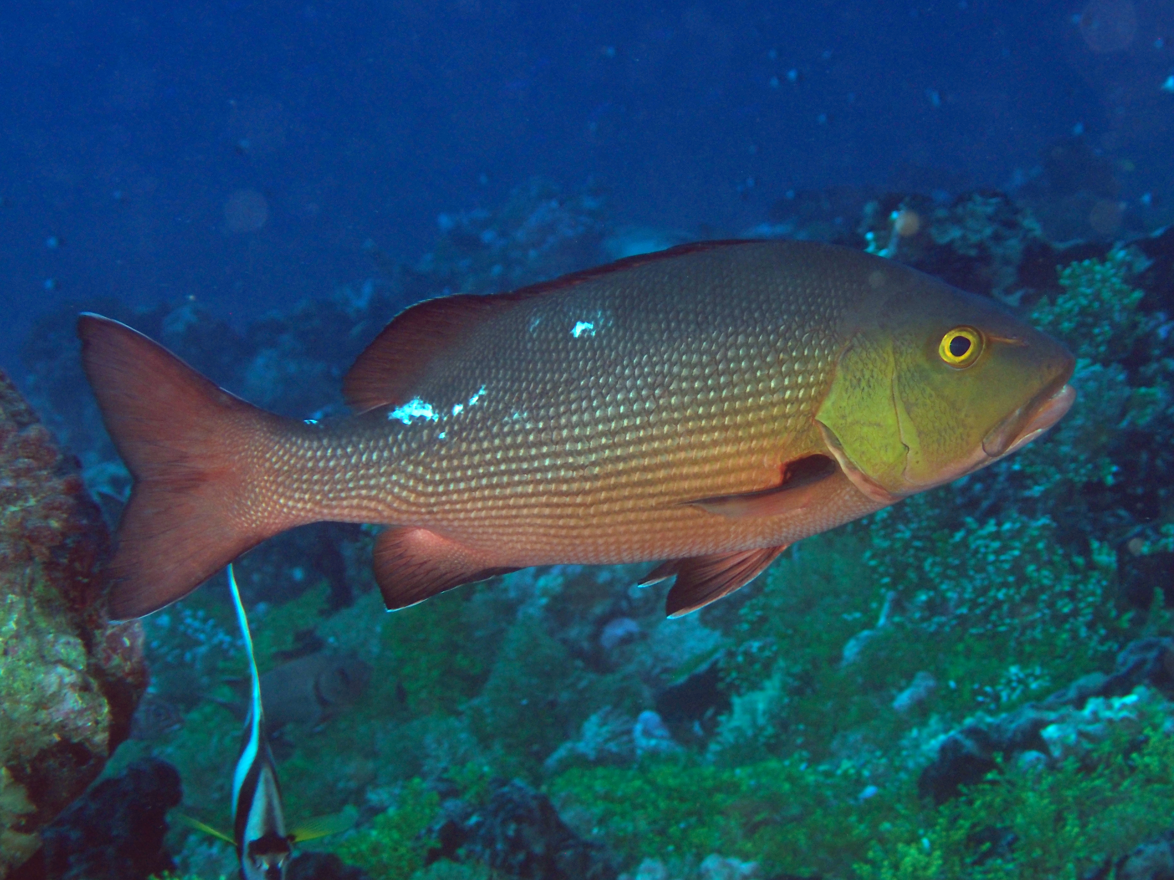 Two-spot Red Snapper - Lutjanus bohar