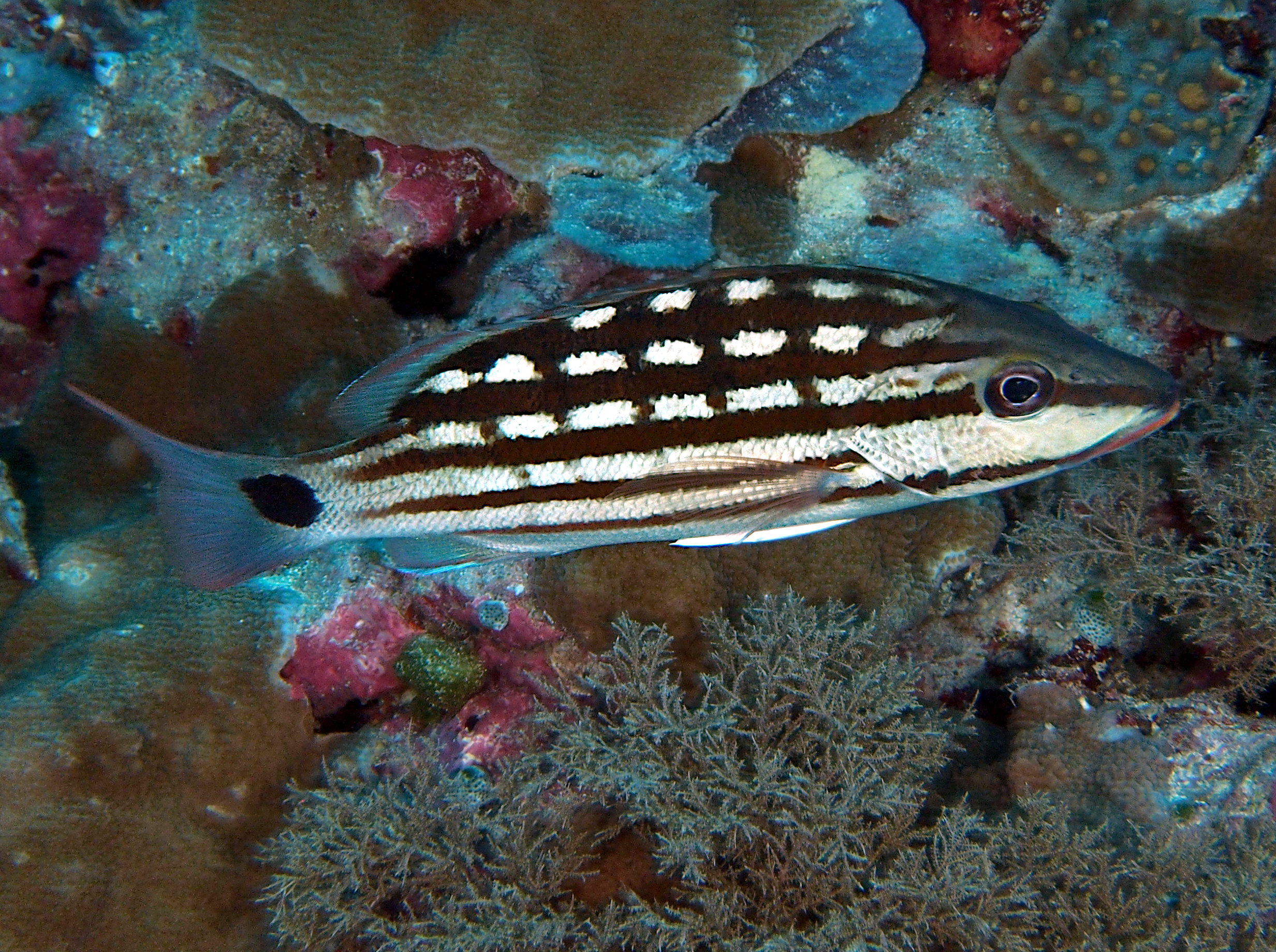 Checkered Snapper - Lutjanus decussatus