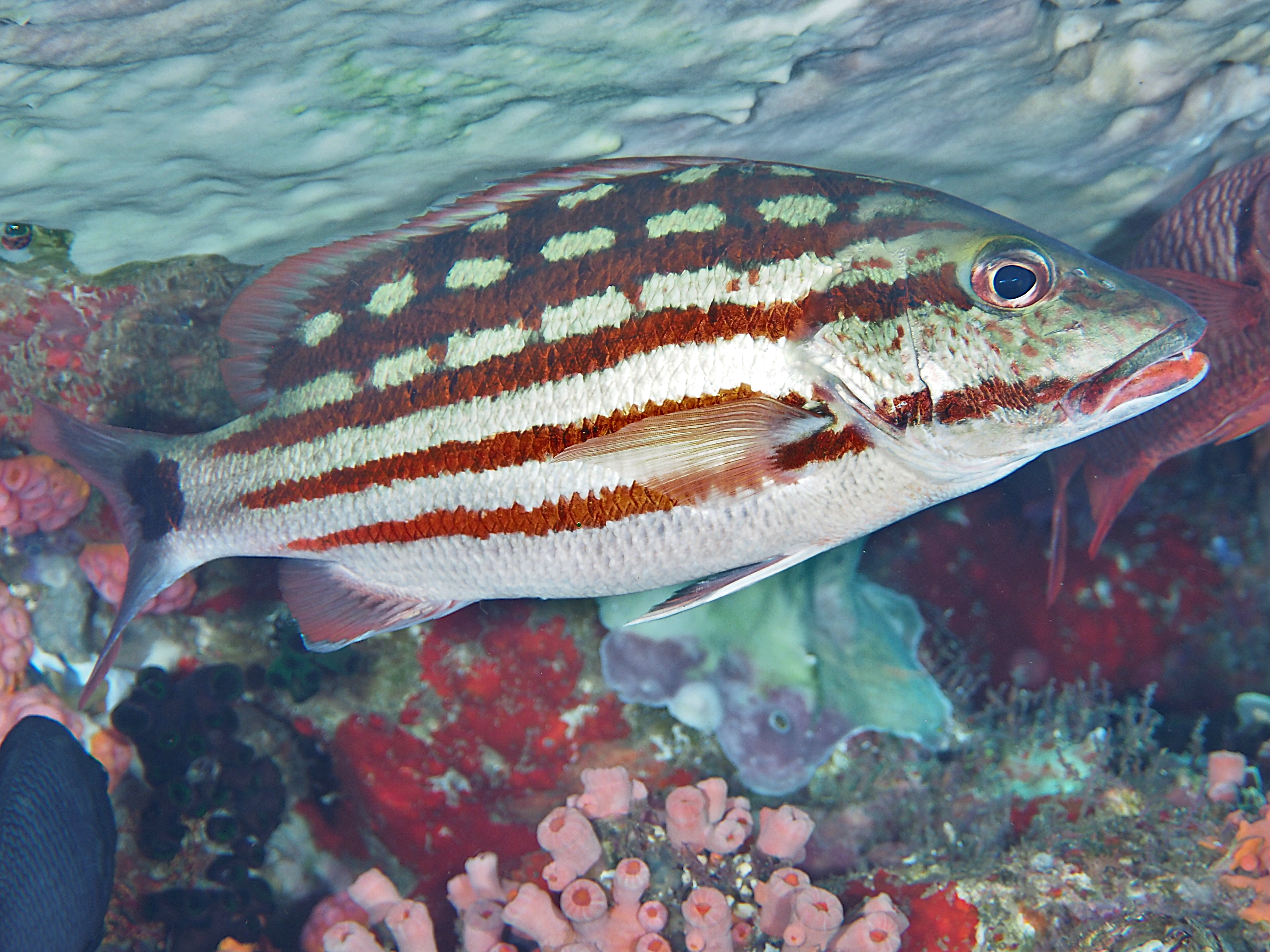 Checkered Snapper - Lutjanus decussatus
