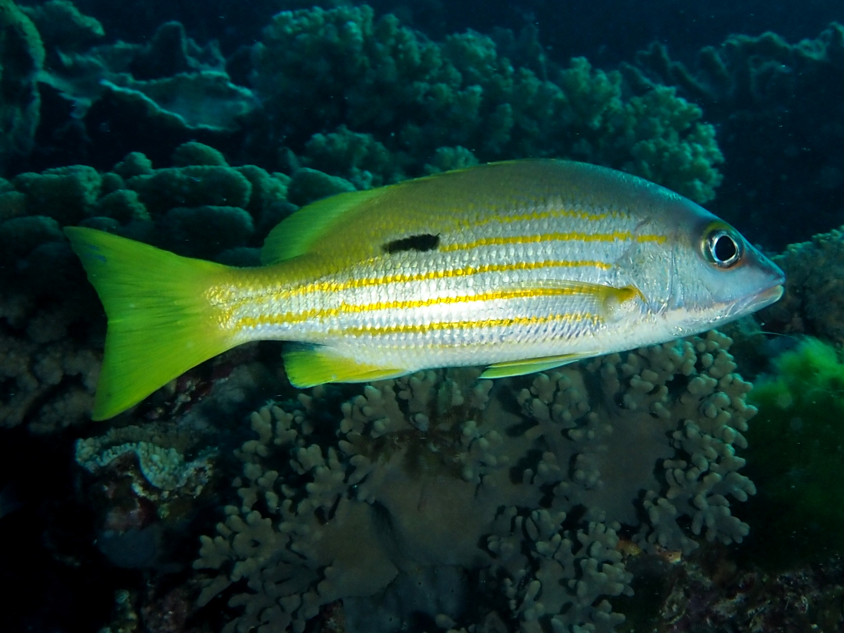 Longspot Snapper - Lutjanus fulviflamma - Great Barrier Reef, Australia