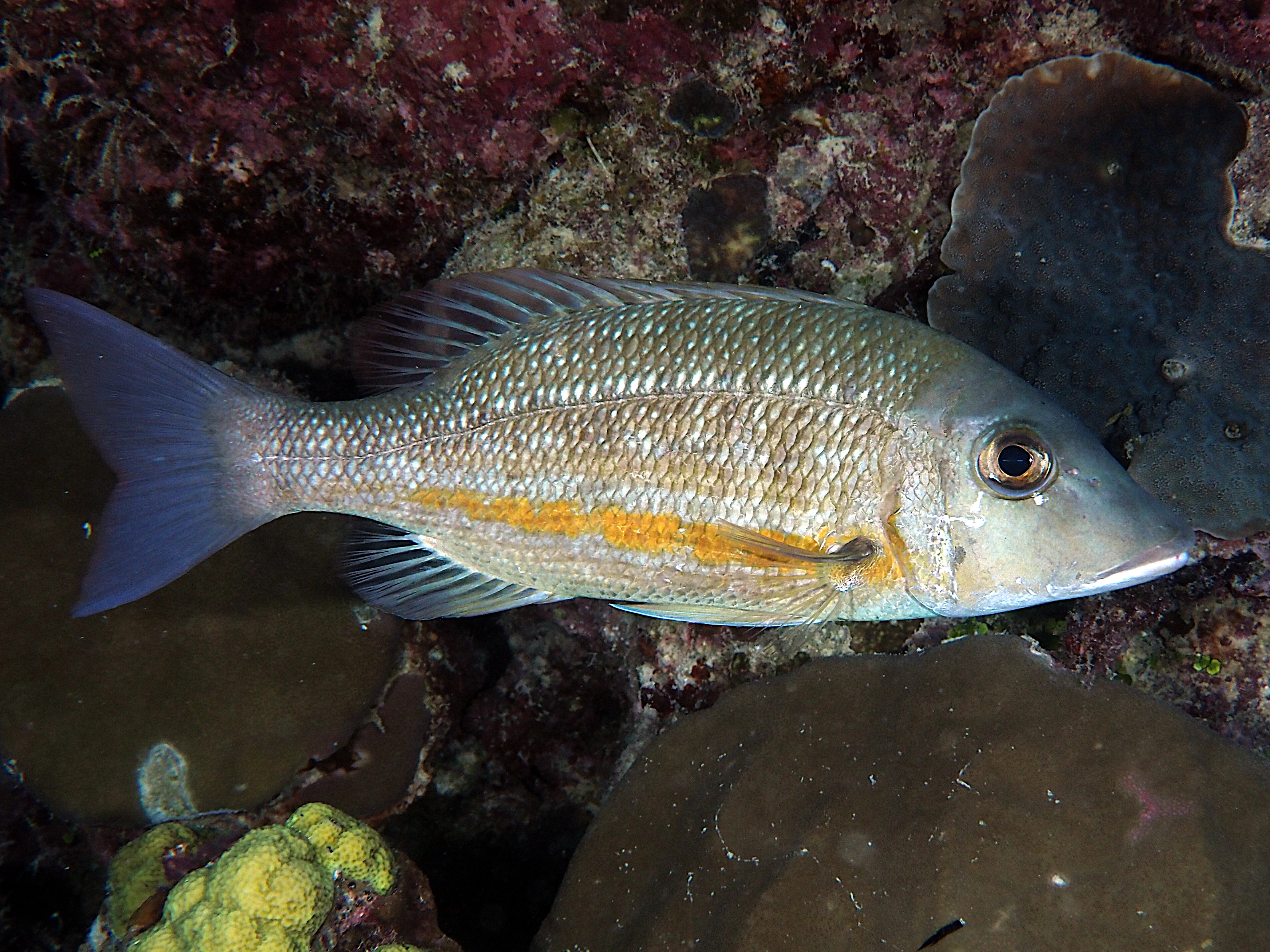 Darktail Snapper - Lutjanus lemniscatus - Great Barrier Reef, Australia