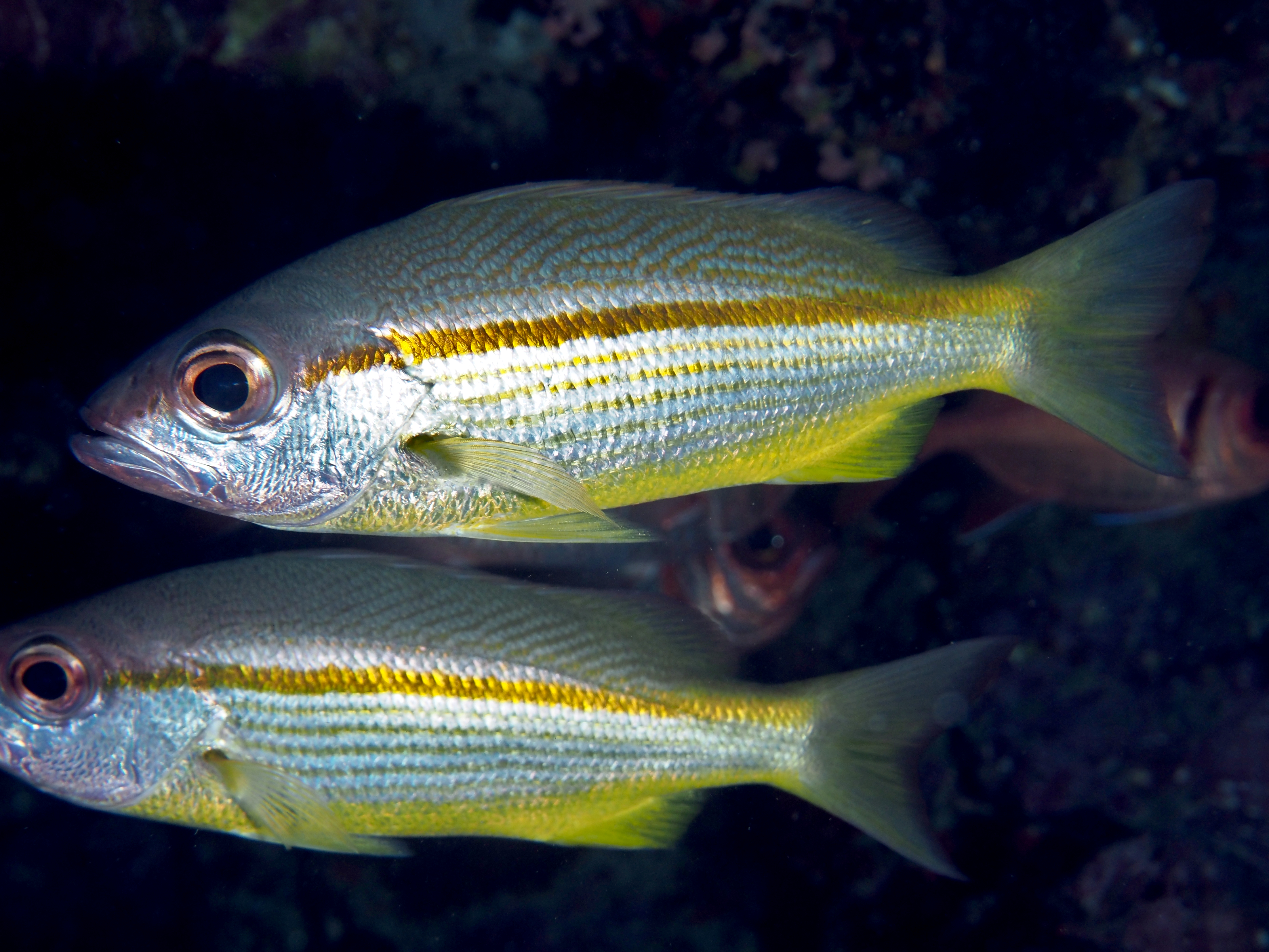 Bigeye snapper - Lutjanus lutjanus - Great Barrier Reef, Australia