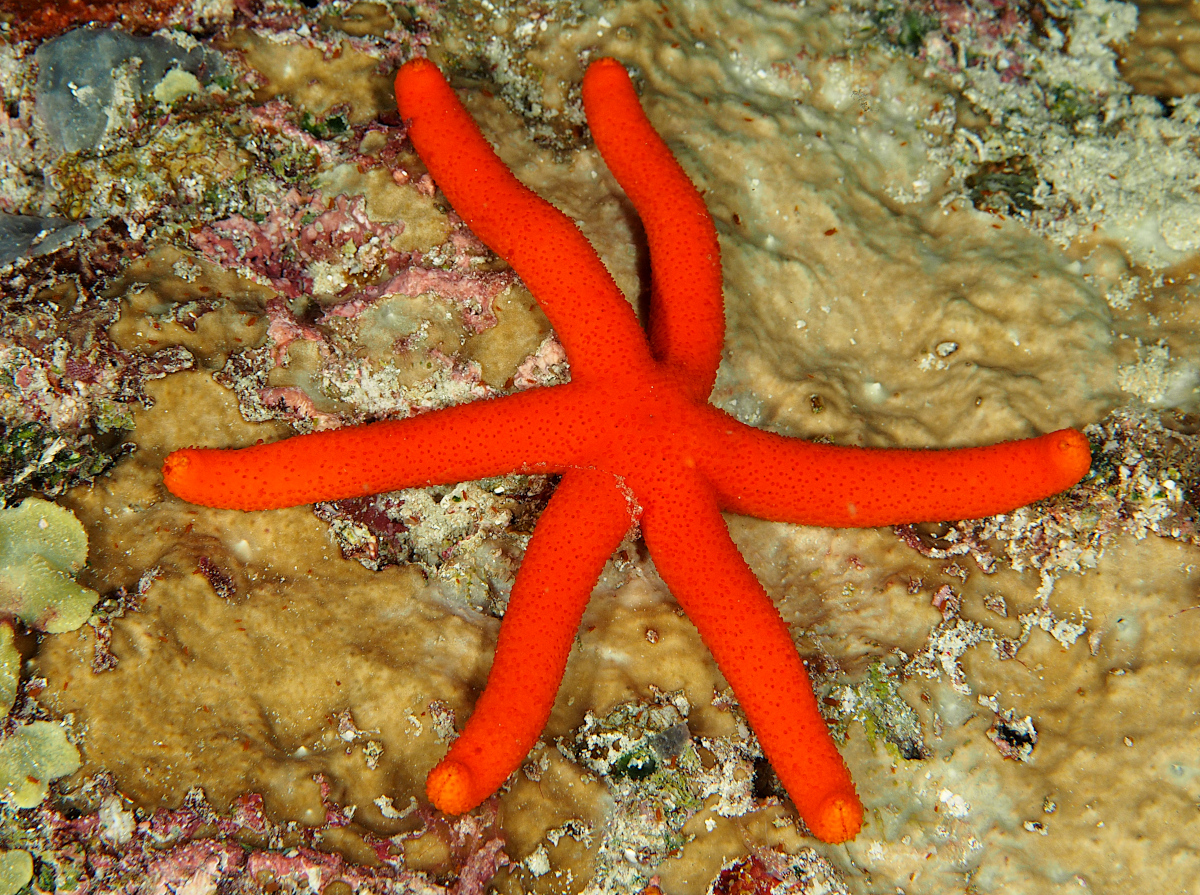 Luzon Sea Star - Echinaster luzonicus