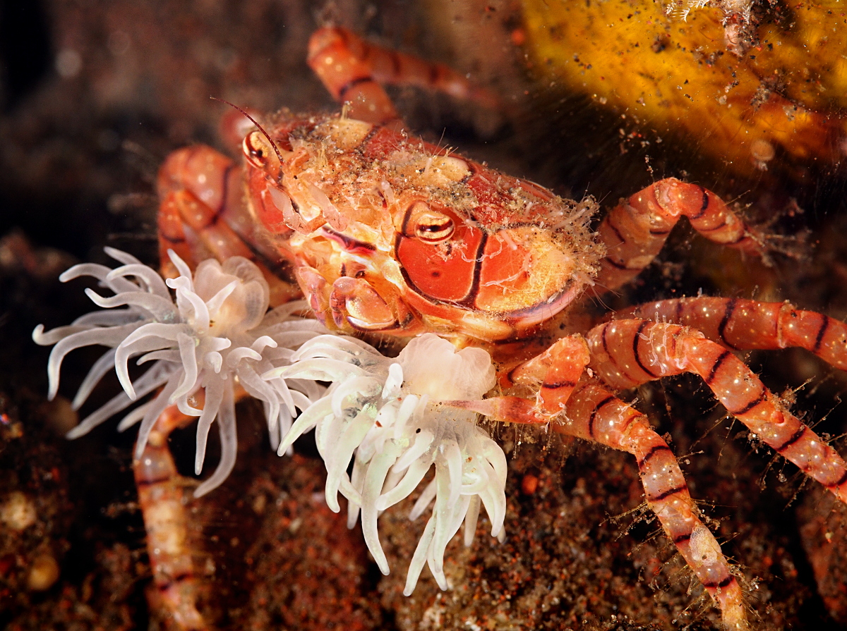 Mosaic Boxer Crab - Lybia tessellata