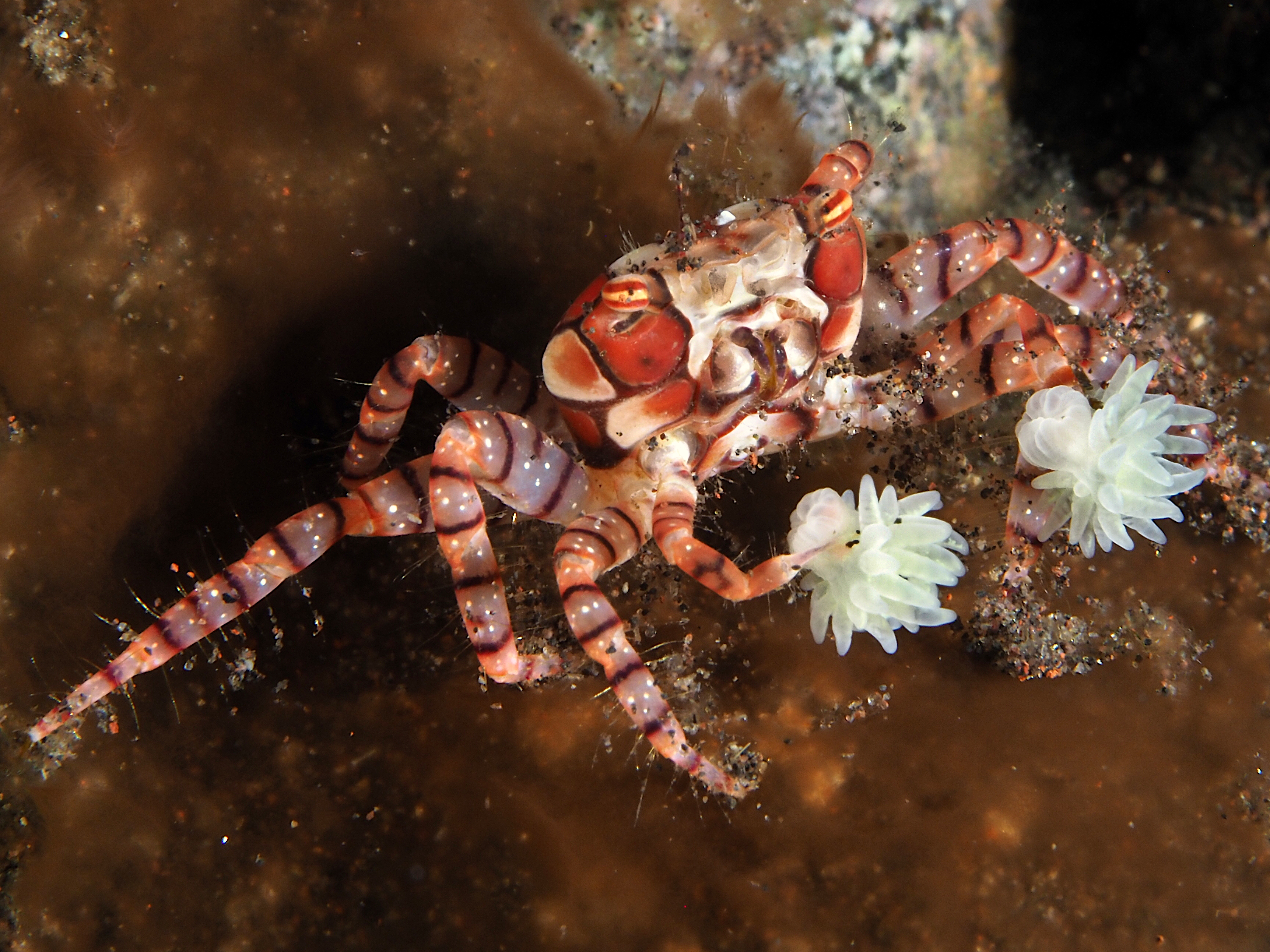 Mosaic Boxer Crab - Lybia tessellata