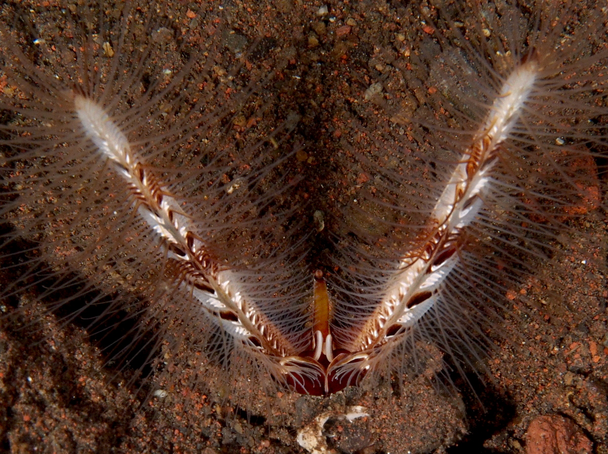 Lygdamis sp. - Lygdamis sp. - Bali, Indonesia