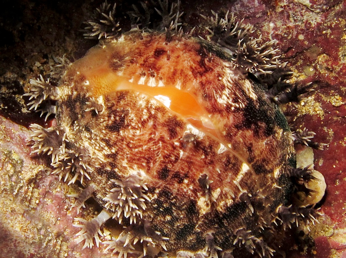 Leviathan Cowry - Lyncina leviathan - Maui, Hawaii