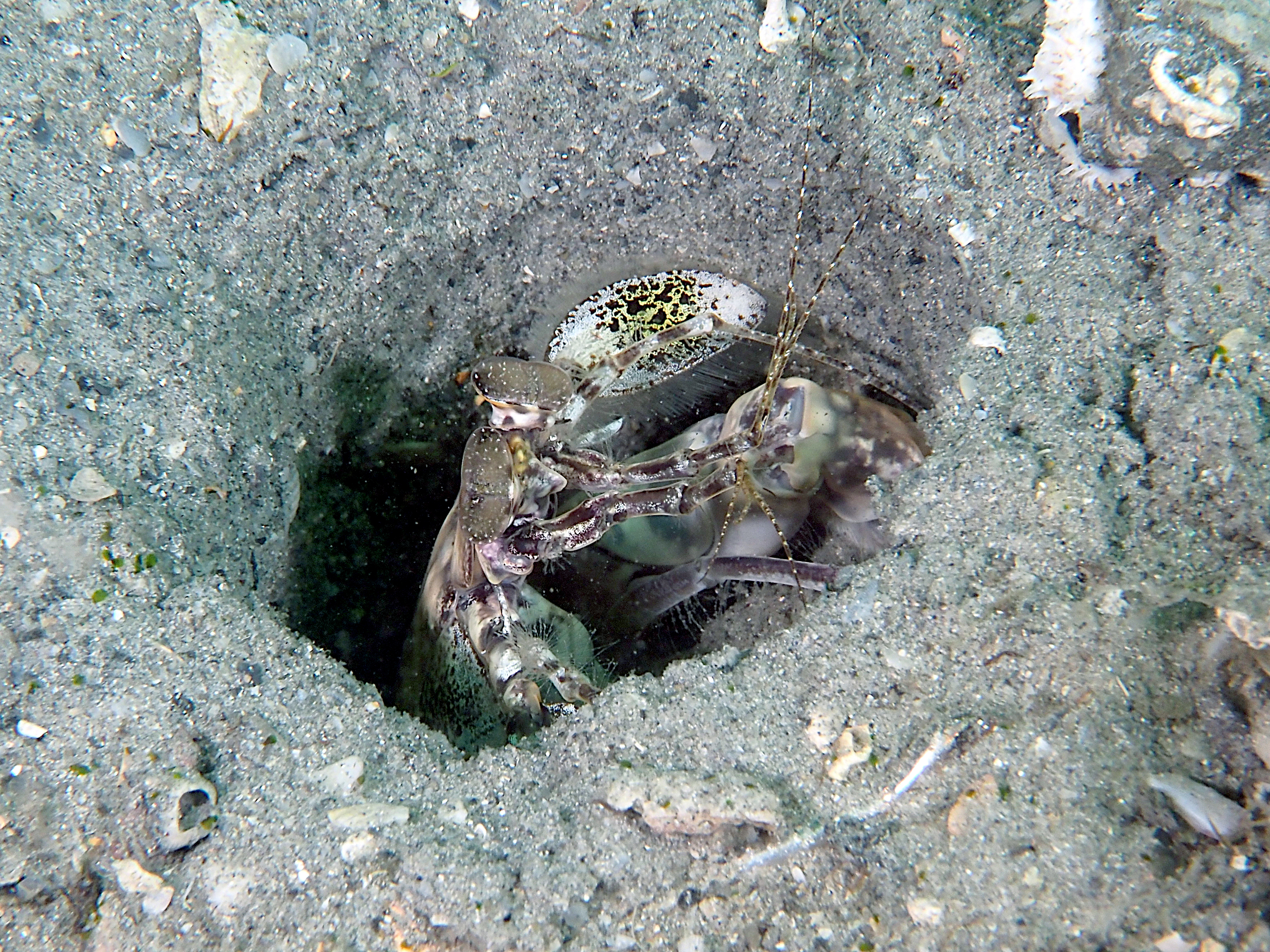 Scaly-Tailed Mantis Shrimp - Lysiosquilla scabricauda