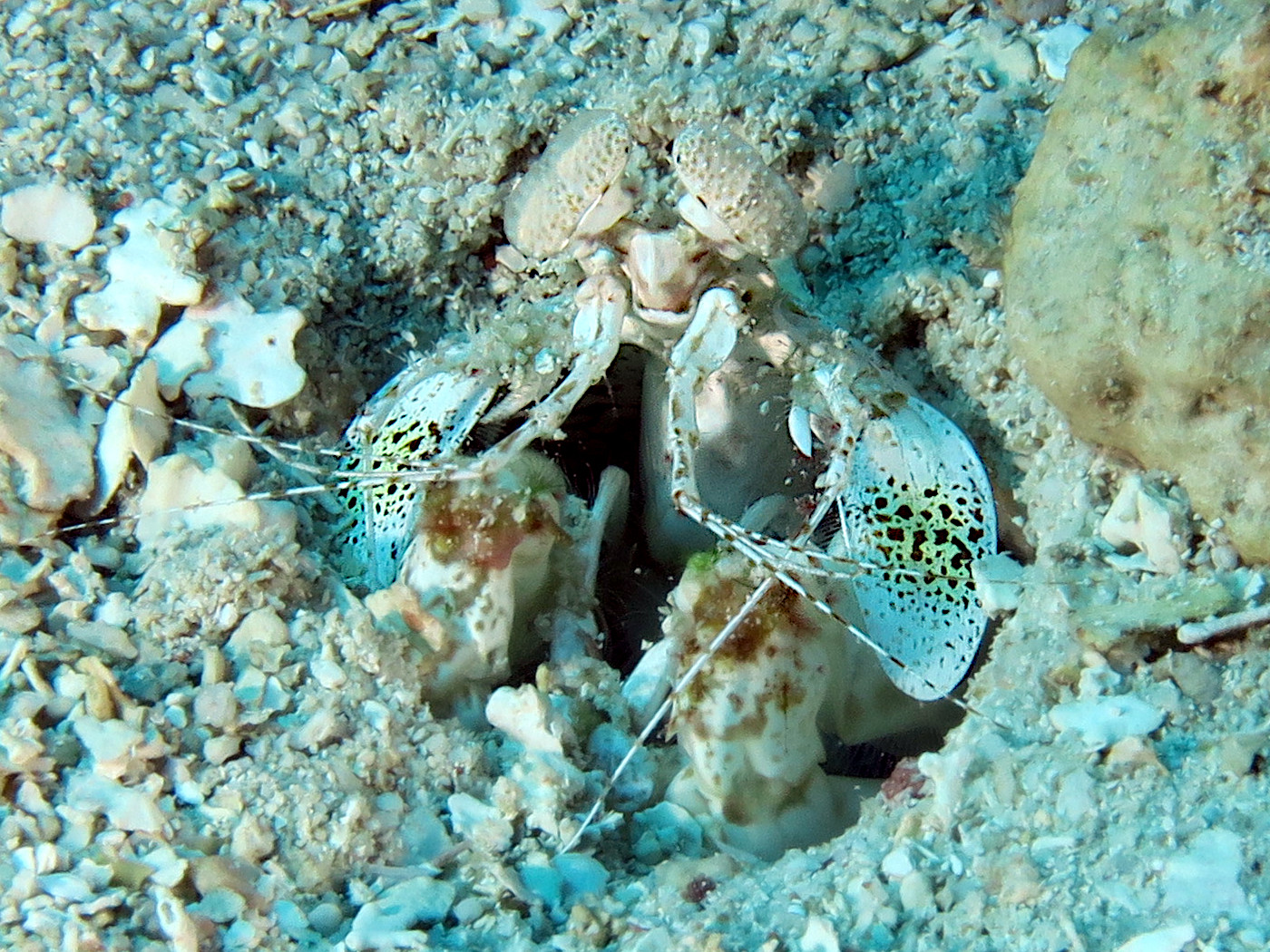 Scaly-Tailed Mantis Shrimp - Lysiosquilla scabricauda