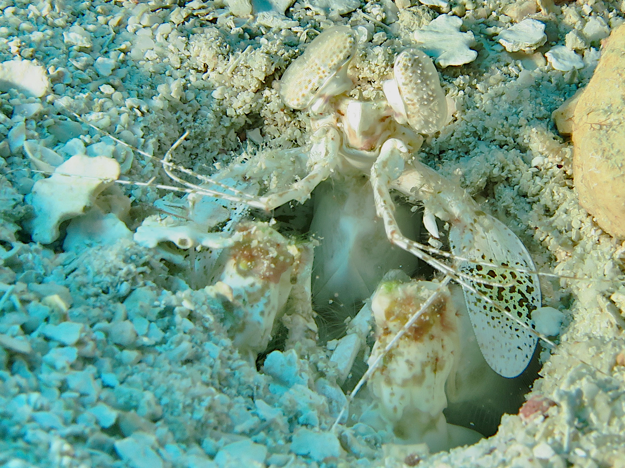 Scaly-Tailed Mantis Shrimp - Lysiosquilla scabricauda