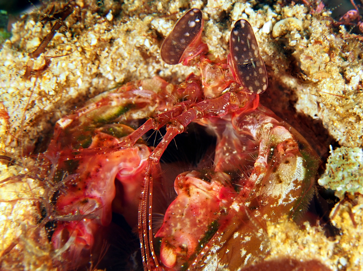 Lisa's Mantis Shrimp - Lysiosquilla lisa