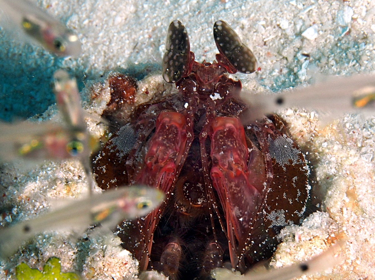 Lisa's Mantis Shrimp - Lysiosquilla lisa