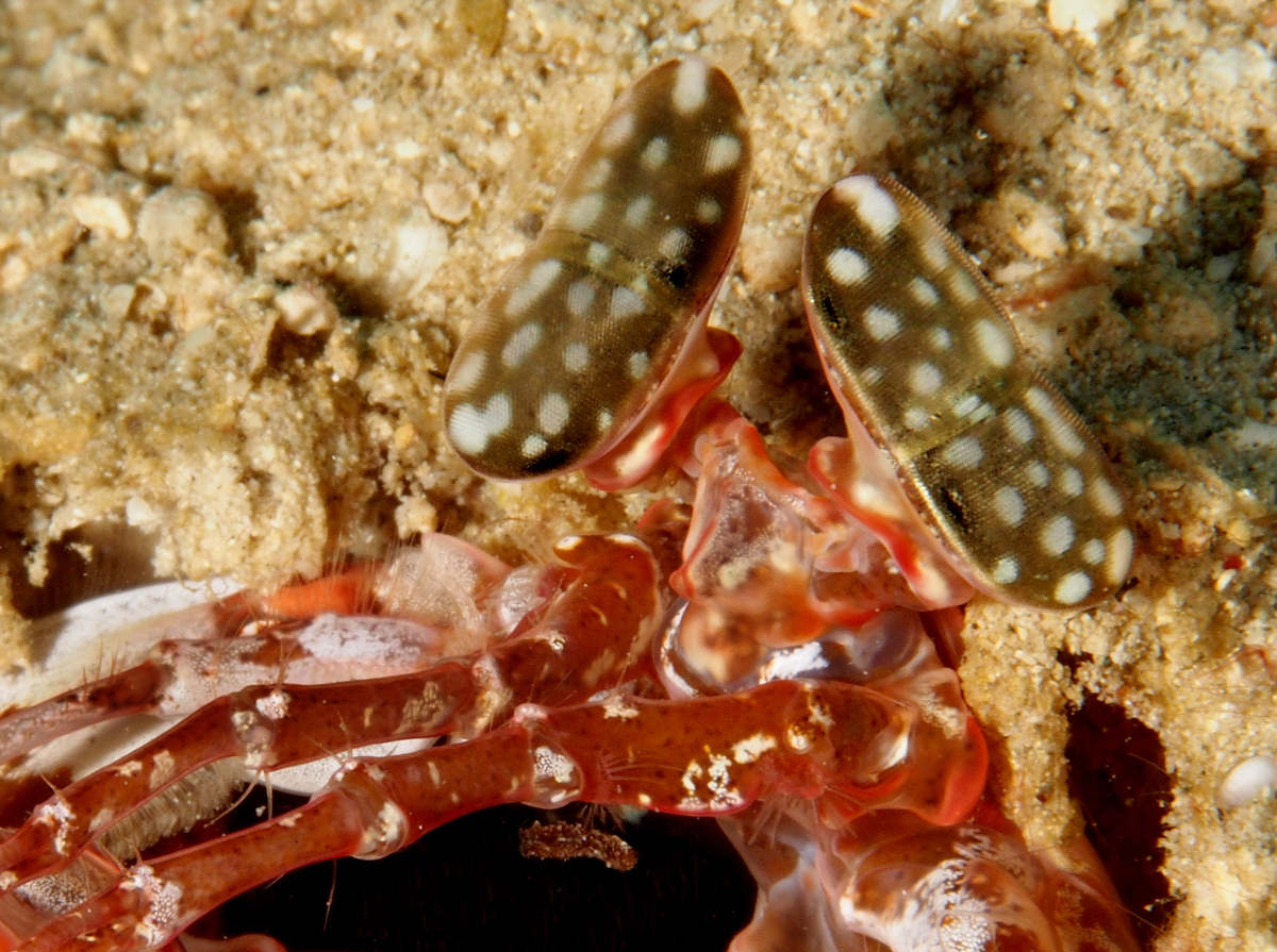 Lisa's Mantis Shrimp - Lysiosquilla lisa