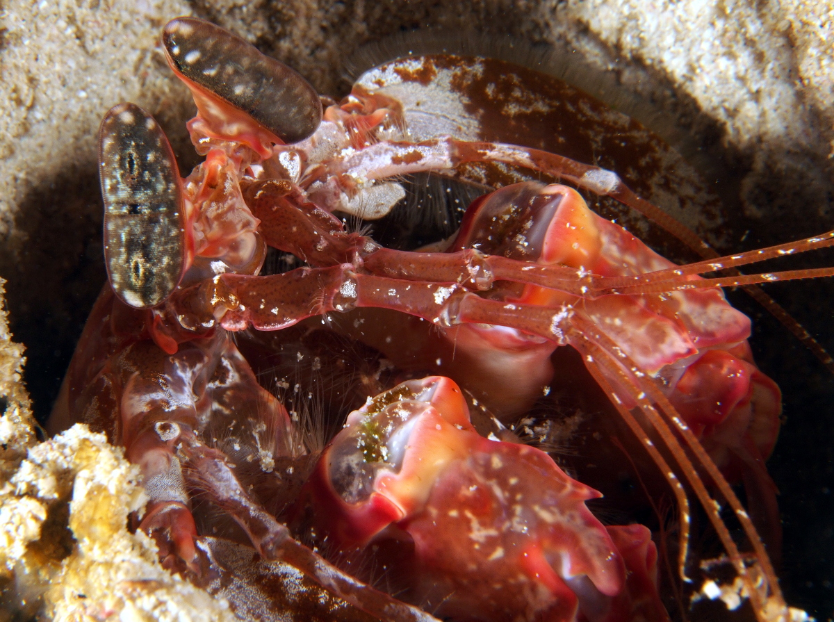 Lisa's Mantis Shrimp - Lysiosquilla lisa