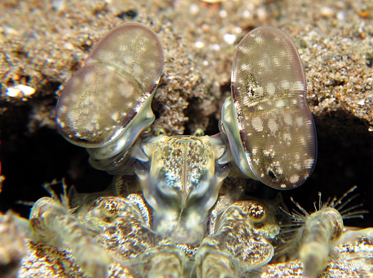 Tiger Mantis Shrimp - Lysiosquilla maculata