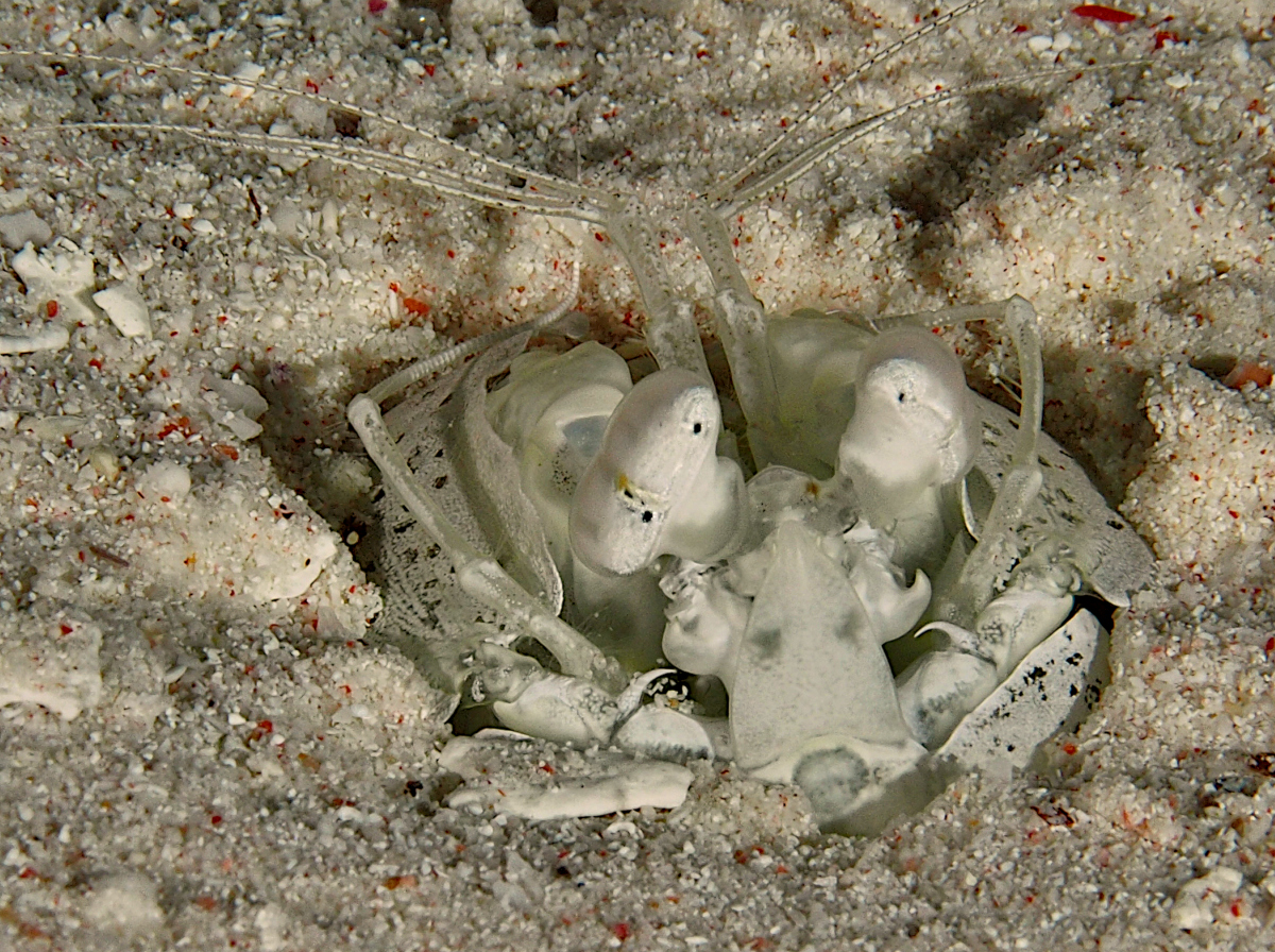 Tiger Mantis Shrimp - Lysiosquilla maculata