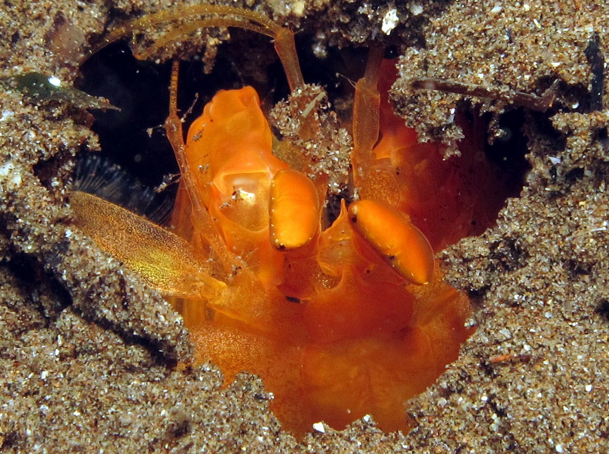 Golden Mantis Shrimp - Lysiosquilloides mapia