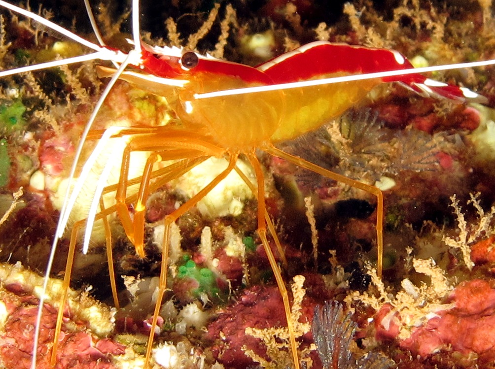 White-Banded Cleaner Shrimp - Lysmata amboinensis